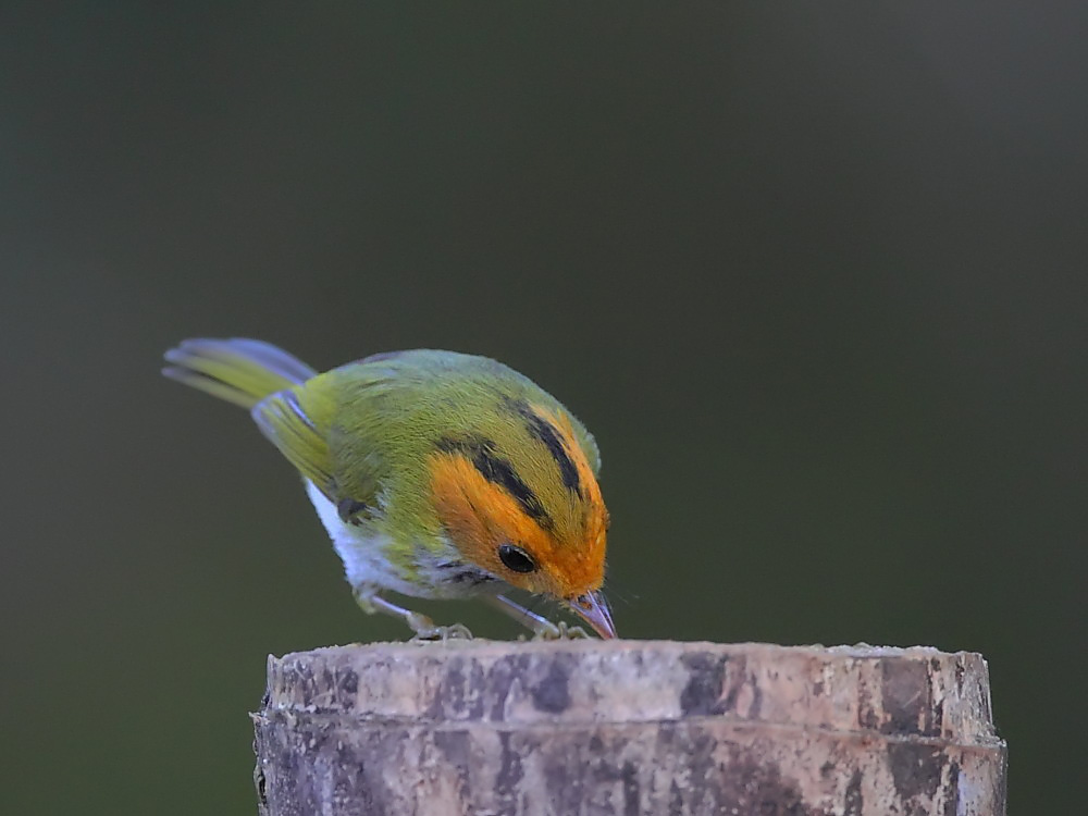 DPP_06611.jpg