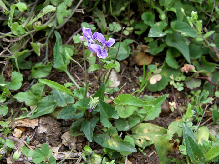 紫花地丁 (1).JPG