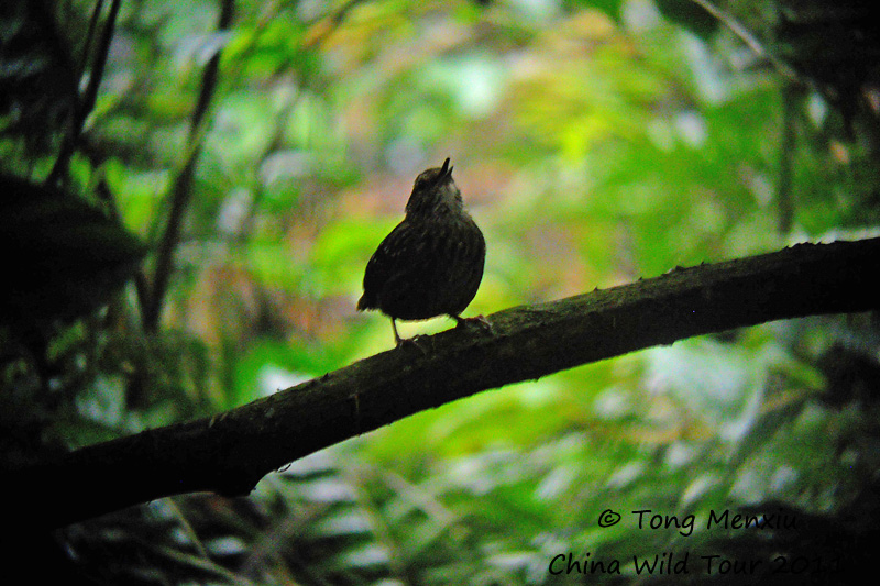 DSCN9434.jpg