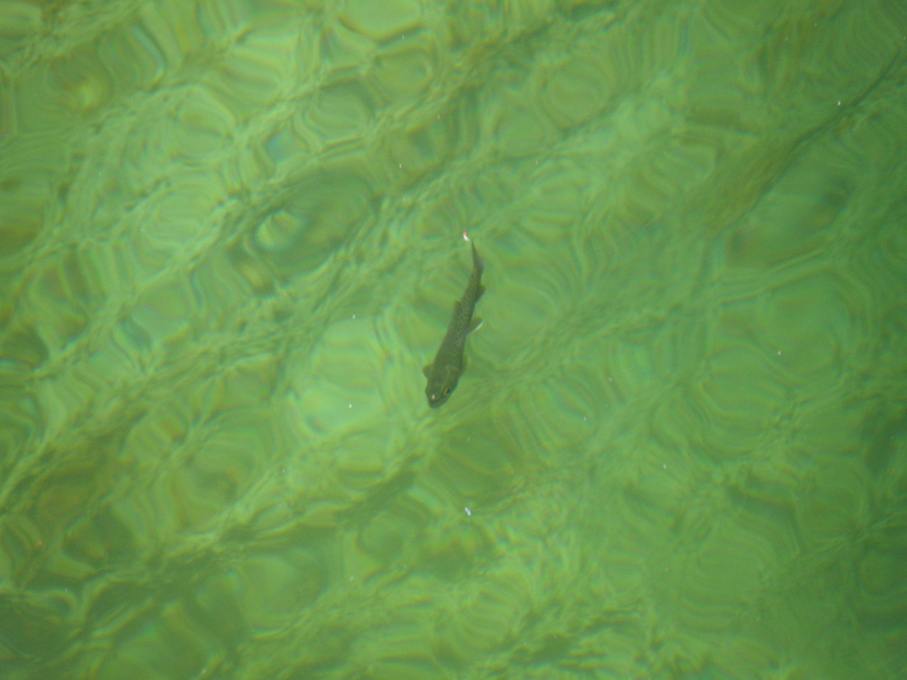 P4290142.jpg