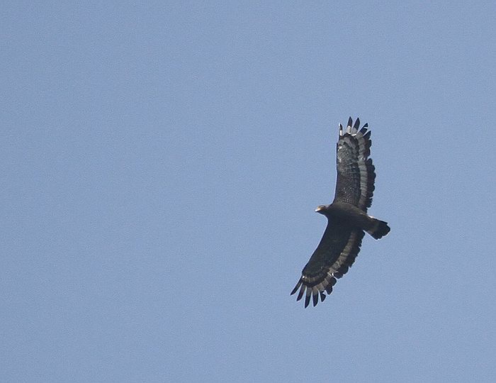 IMG_3787.jpg