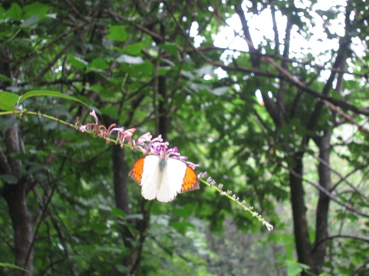 IMG_3963_С.JPG