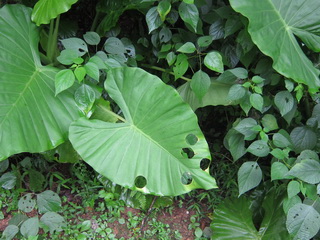 IMG_3973_С.JPG