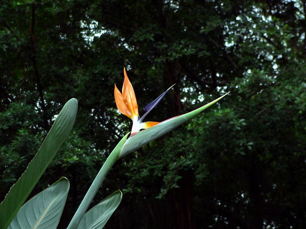 鹤望兰（Strelitzia reginae）
