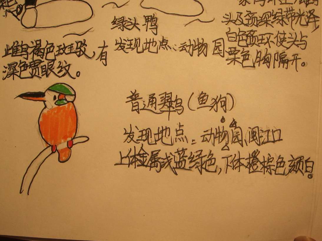 翠鸟.jpg