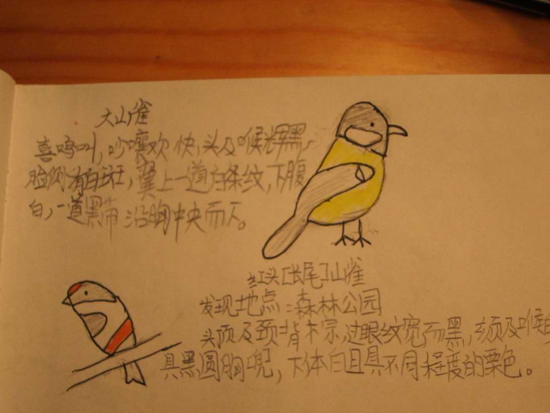大山雀.jpg