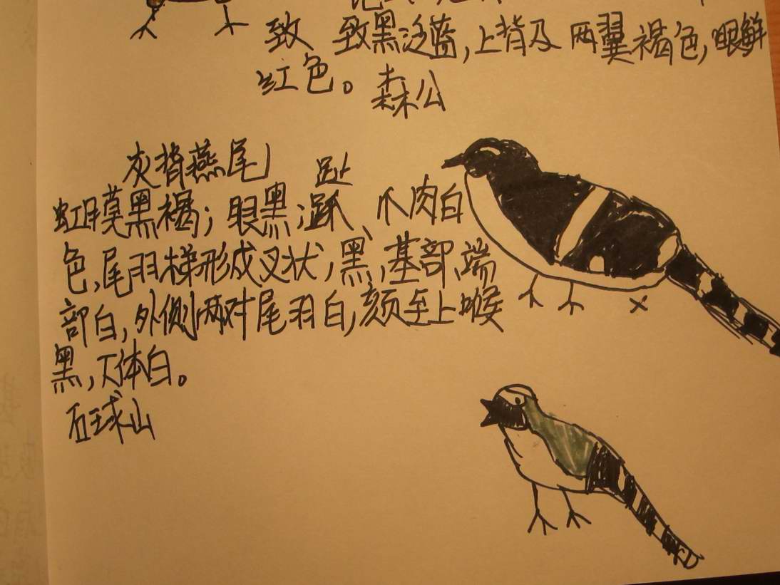 灰背.jpg
