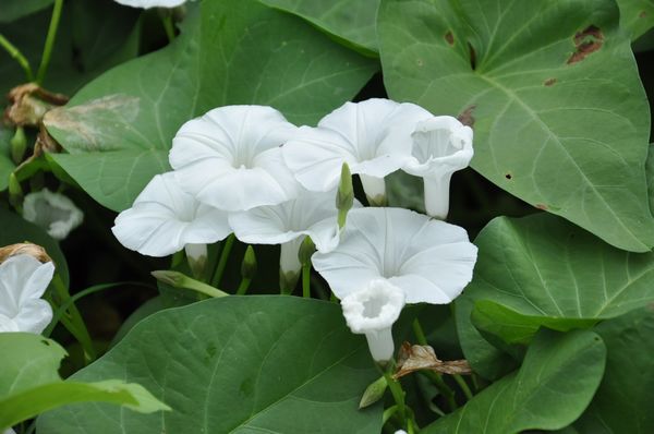 空心菜花