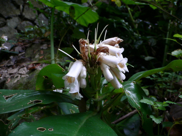 P1180094降龙草-0.jpg