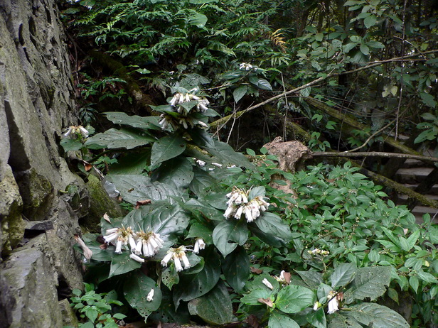 P1180253降龙草-0.jpg