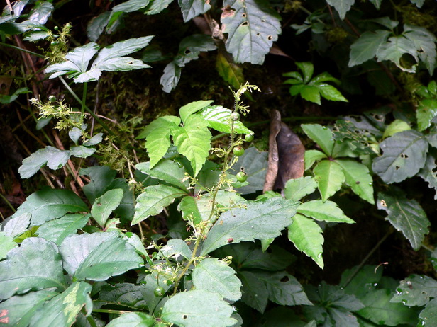 P1180263绞股蓝-0.jpg