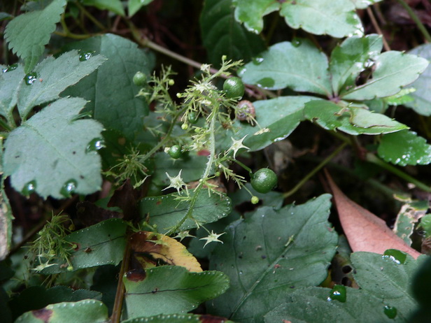 P1180264绞股蓝-0.jpg