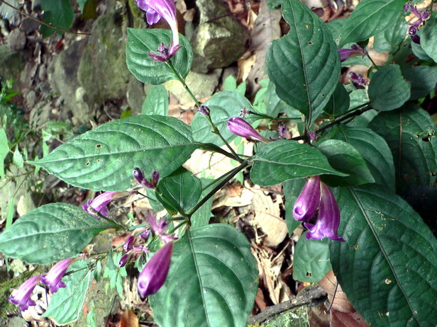 P1180076球花马蓝-0.jpg