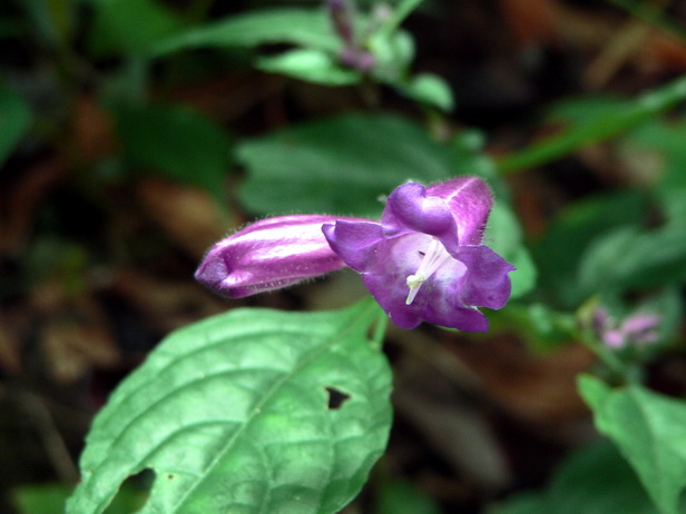 P1180245球花马蓝-0.jpg