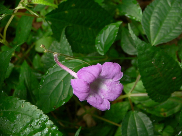 P1180210白接骨－0.jpg