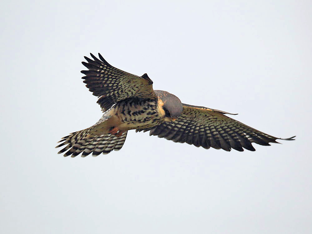 DPP_2387－1.jpg