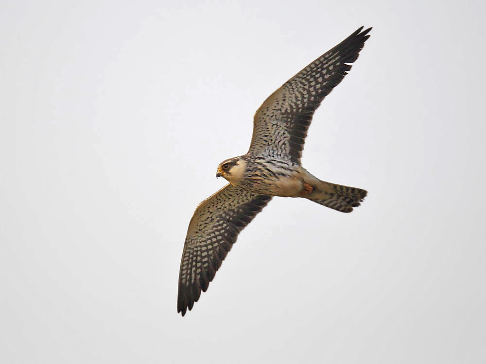DPP_2380－2.jpg