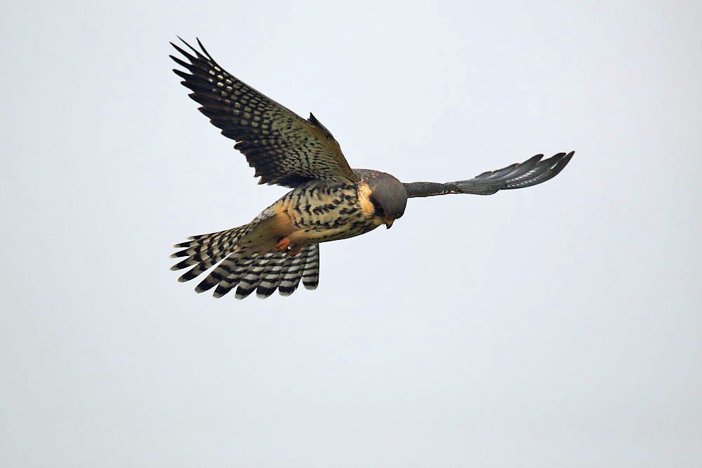 DPP_2386－1.jpg
