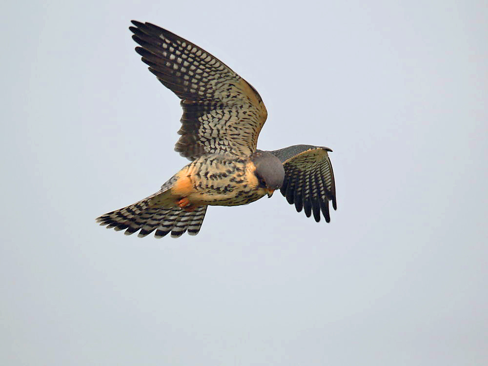 DPP_2385－1.jpg