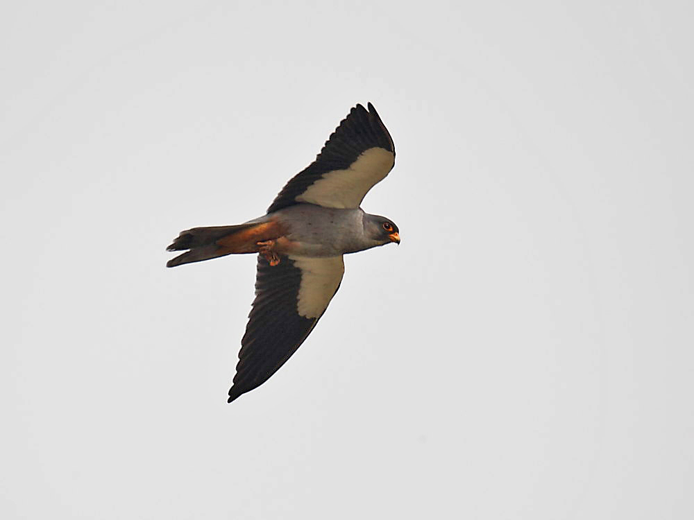 DPP_0271－1.jpg