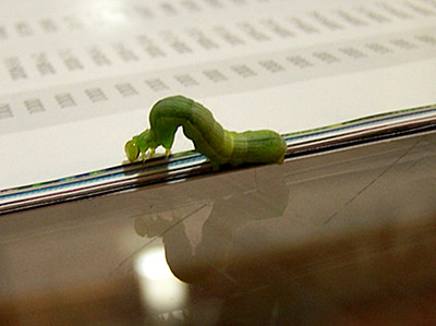粘虫2.jpg