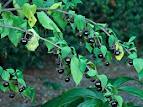颠茄（Atropa belladonna）－2.jpg