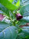 颠茄（Atropa belladonna）－1.jpg