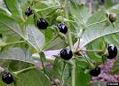 颠茄（Atropa belladonna）－3.jpg