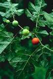 牛茄子（Solanum capsicoides）－2.jpg