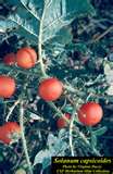 牛茄子（Solanum capsicoides）－1.jpg
