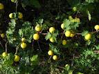 黄果茄（Solanum virginianum）－1.jpg