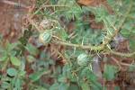 黄果茄（Solanum virginianum）－2.jpg