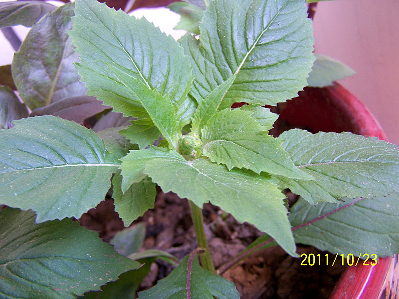 我家的野茼蒿要开花了.jpg