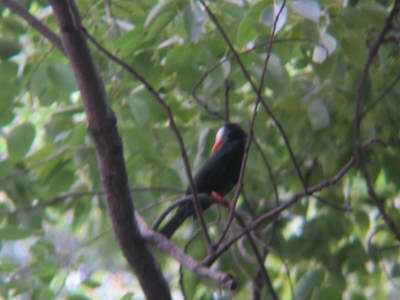 IMG_6334.jpg