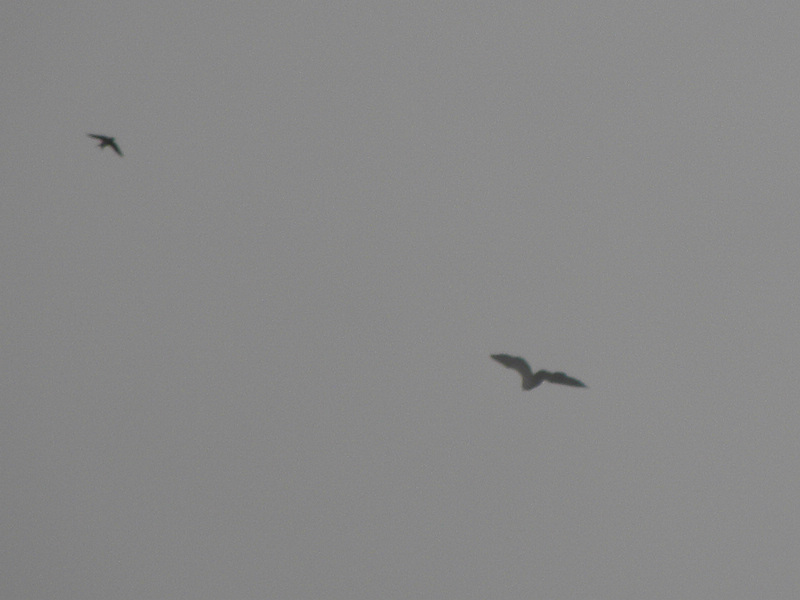 2011.11.06 054.jpg