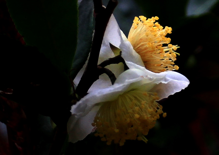 a022.jpg