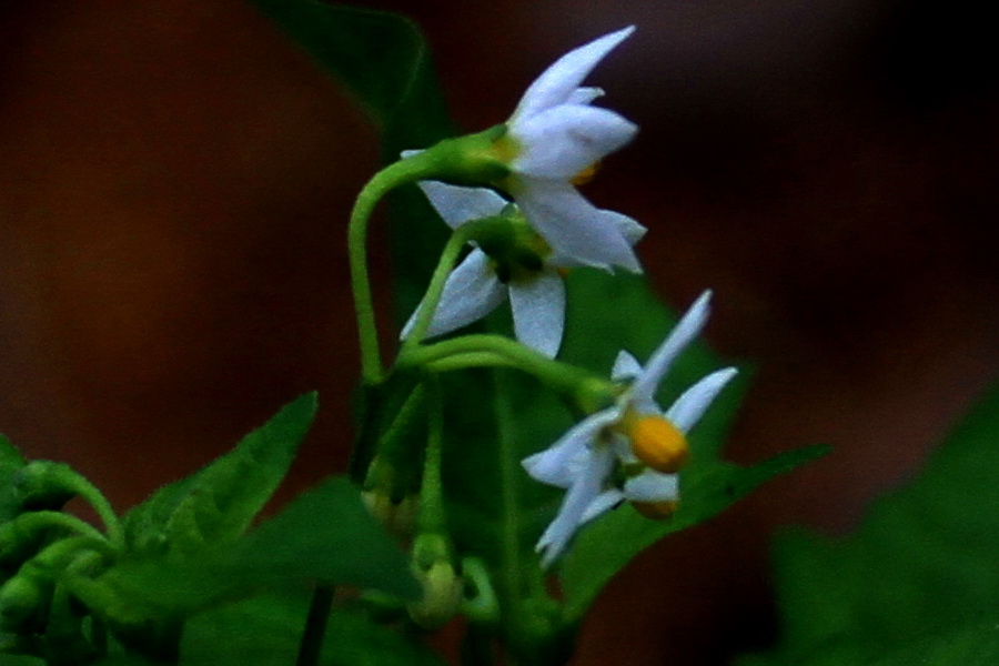 a036.jpg