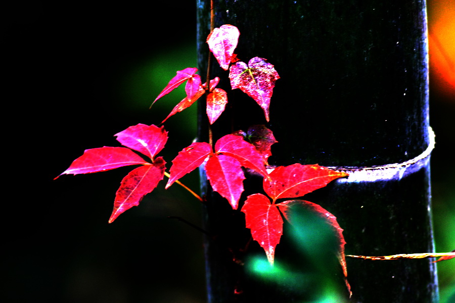 a070.jpg