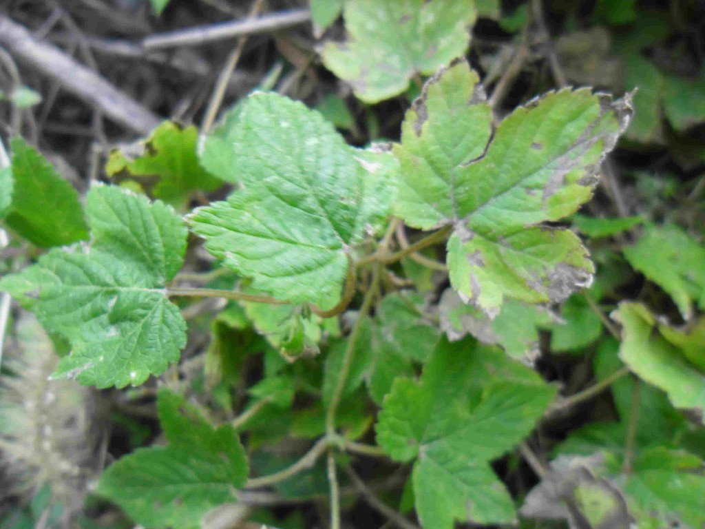 葎草
