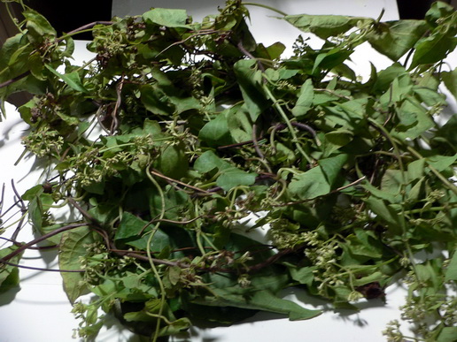 P1200429-0.jpg