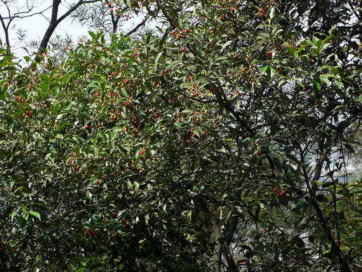 P1130100莿柊-0.jpg
