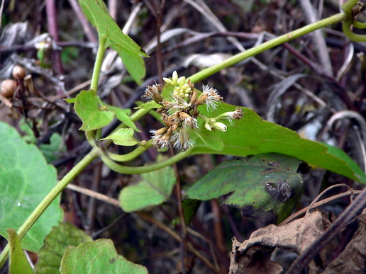 P1210103΢ʾչ֦-0.jpg