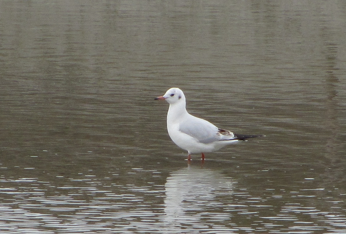 a1208.jpg