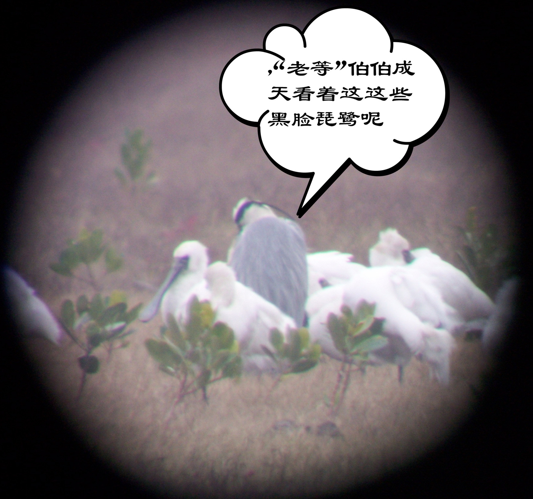 黑脸琵鹭1_副本.jpg