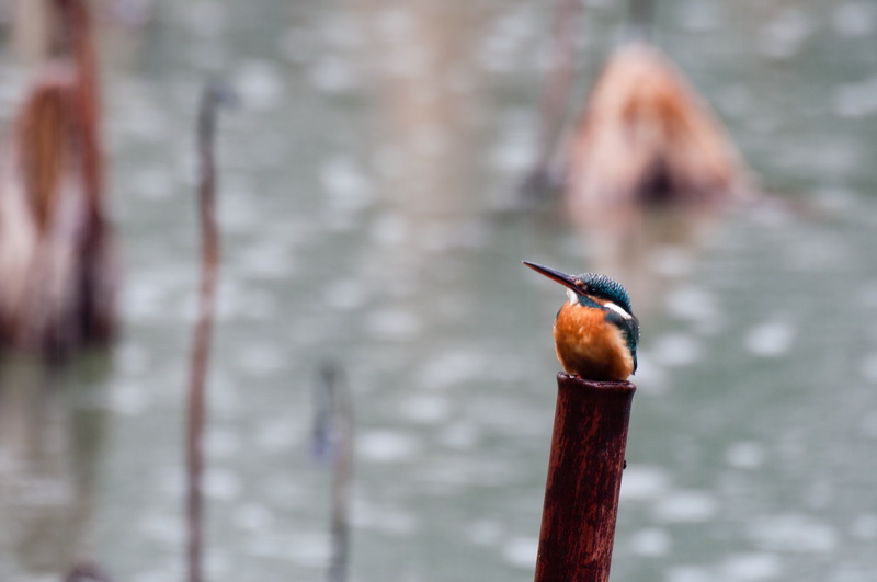 _DSC6810-1_调整大小.jpg