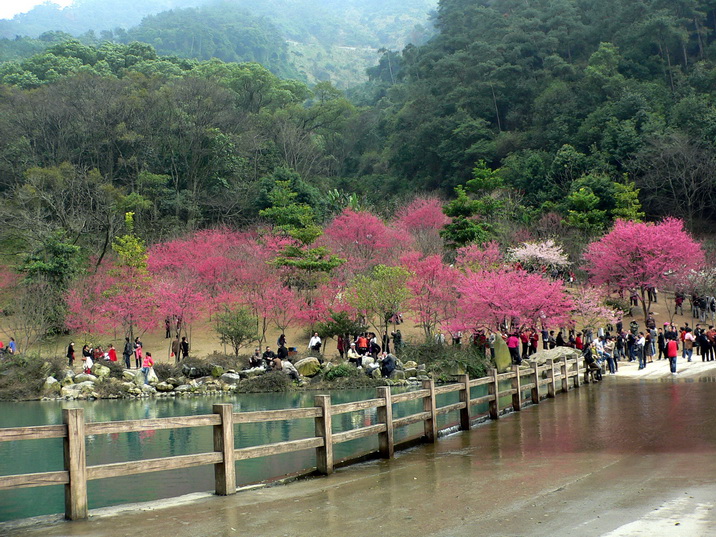 P1210378樱花园－0.jpg