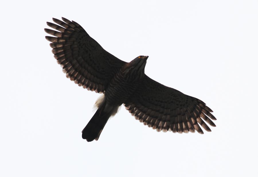 a6290.jpg