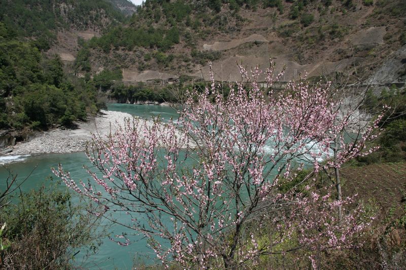流水桃花.jpg
