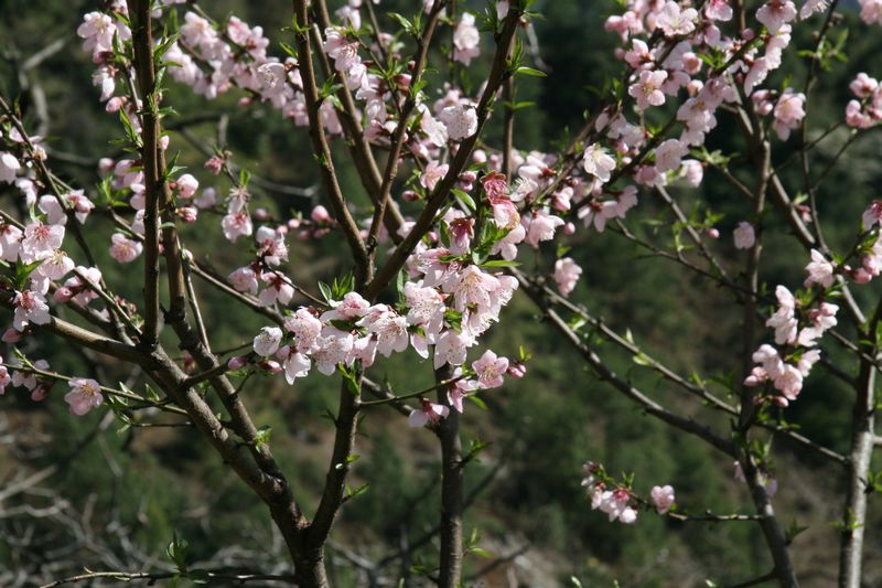 秋那桶桃花.jpg