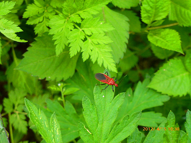 p1140934_.jpg